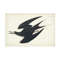 John James Audubon 'Sooty csér' vászon művészet