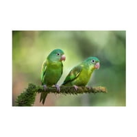 Greg Barsh 'Pair o Parakeets' Canvas Art