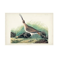 John James Audubon 'Hudsonian Curlew' vászon művészet