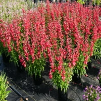 Jobb otthonok és kertek kültéri élő növények Penstemon Beardtounge Quartz Red 2.5qt, Full Sun