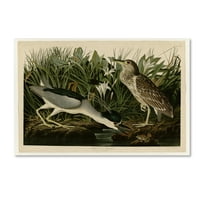 Védjegy Képzőművészet 'Night Heronplate 236' vászon művészete: Audubon