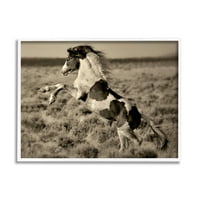 Stupell Industries tenyésztés foltos ló vidéki vidéki mező fotófotó fehér keretes művészet nyomtatott fali művészet, Lisa Dearing