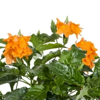 Jobb Homes & Gardens 2.5qt Orange Crossandra élő növények