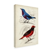 Védjegy Szépművészet 'd'Orbigny Birds II' vászon művészet: M. Charles d'Orbigny