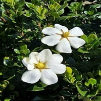 Scentamazing Gardenia örökzöld cserje fehér illatos virágok-teljes nap élő növény