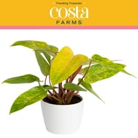 A Costa Farms trendi tropicalisok beltéri 12in. Magas Philodendron festett hölgy; Közepes, közvetett napfényes növény a 6in ültetvényen