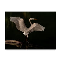 Védjegy Szépművészet 'Big Bird Heron' vászon művészete: J.D. McFarlan