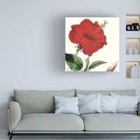 Vision Studio 'Cropped Antique Botanical I' Canvas Art