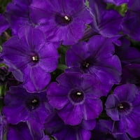 Bizonyított nyertesek 6 Multi Color 1.25quart Petunia élő növényi edény