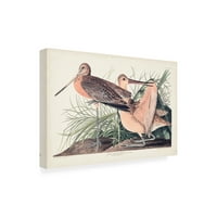 John James Audubon 'Nagy márványos godwit' vászon művészet