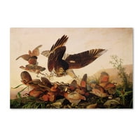 Védjegy Képzőművészet Red-Vállú Hawk Canvas Art készítette John James Audubon