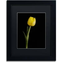 Védjegy Szépművészet 'Yellow Tulip Black Backglay 5' vászon művészet: Pipa Képzőművészet, Fekete Matt, Fekete Folyam