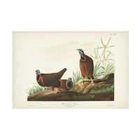 John James Audubon 'Kék fejű galamb' vászon művészet