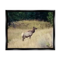 Stupell Wild Elk Nature Grove Photography állatok és Rovarok Fénykép Fekete Illenés Keretes Art Print Wall Art