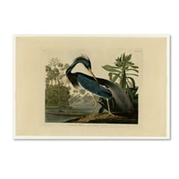 Védjegy Szépművészet 'Louisiana Heron' vászon művészete, John James Audobon