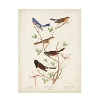 John James Audubon 'Lazuli Finch' vászon művészet