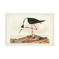 John James Audubon 'Hosszú lábú avocet' vászon művészet