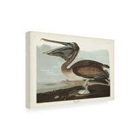 John James Audubon 'Brown Pelican' vászon művészet