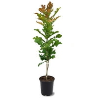 Simpson óvodák 12 Bur Oak Tree Live Plant Pot