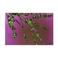 Gordon Semmens 'Ultra Macro 05' Canvas Art