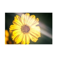 Joseph S Giacalone „Virágszeretet sárga retro” vászon művészet