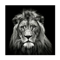 Christian Meermann 'Fiatal férfi oroszlán' vászon művészet