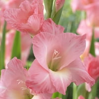 Van Zyverden Gladiolus nagy virágos rózsa legfelsőbb izzókészlet többszínű részleges nap évelő virágok LB vágásához