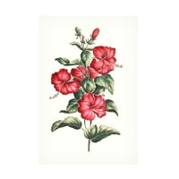Ismeretlen „virágzó hibiszkusz III” vászon művészet