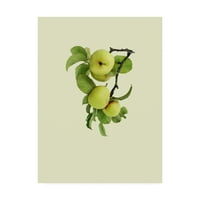 Védjegy Képzőművészet 'Apple Tree I' Canvas Art by Incado